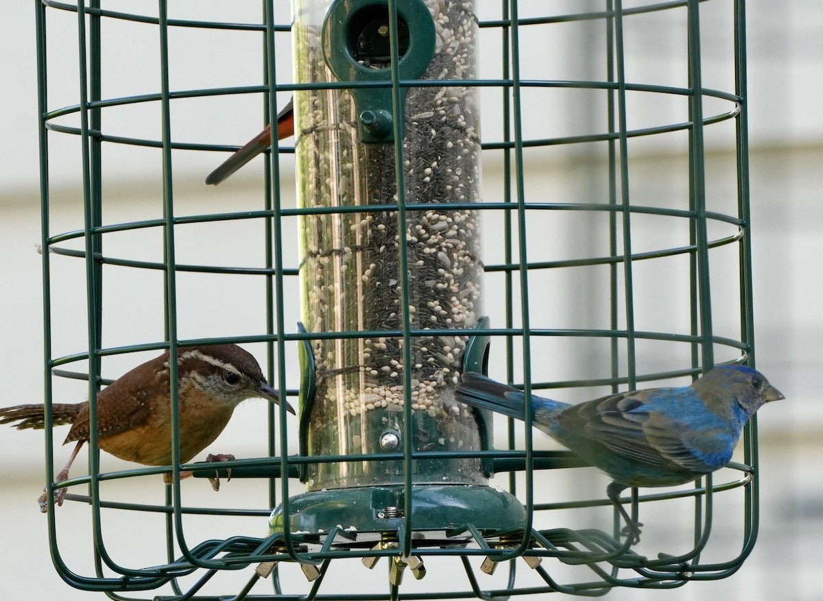Indigo Bunting - ML654937726
