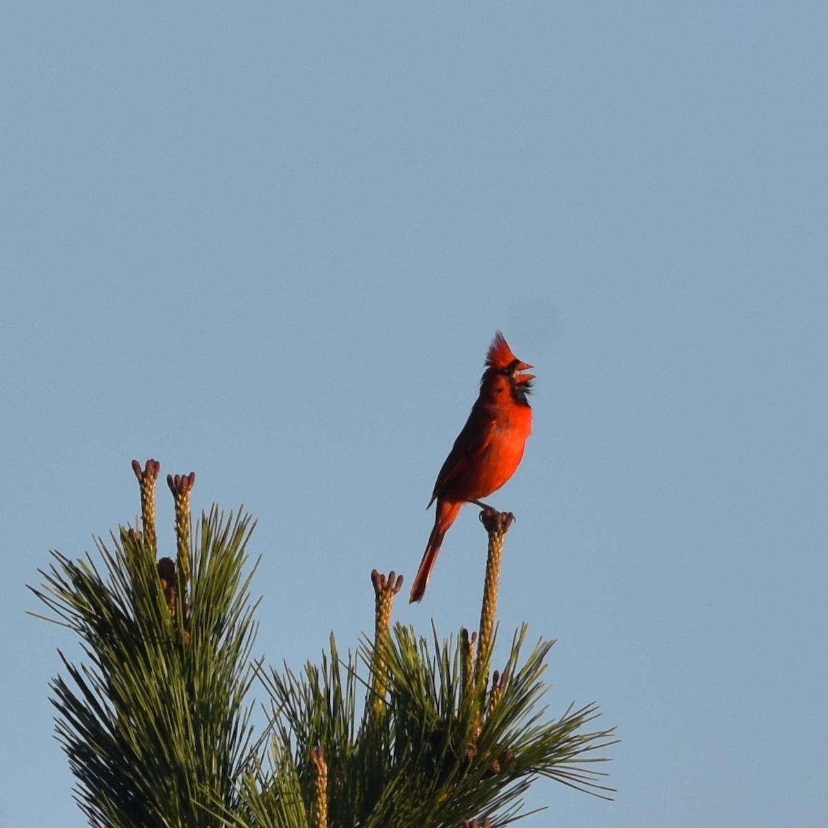 Cardinal rouge - ML654937774