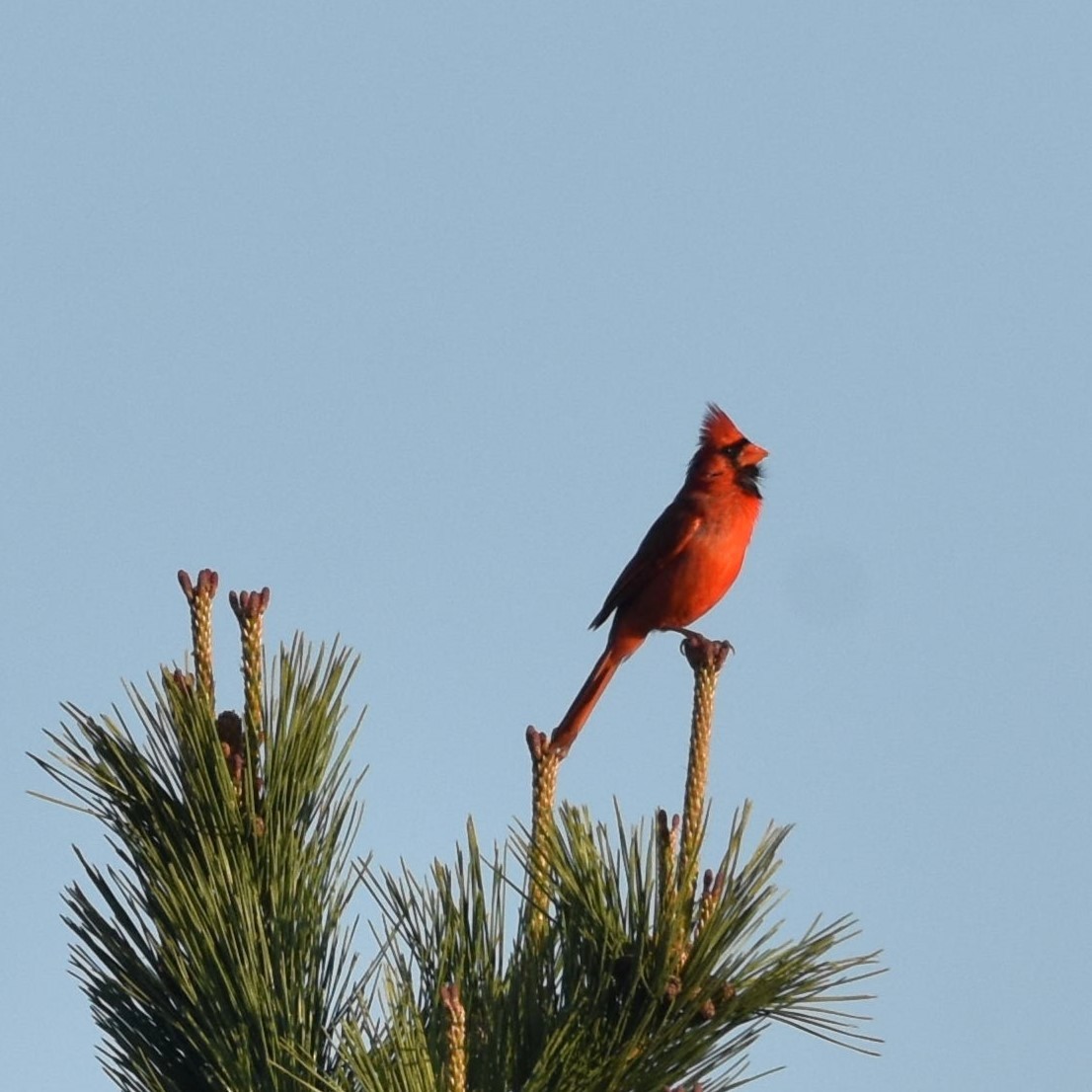 Cardinal rouge - ML654937775