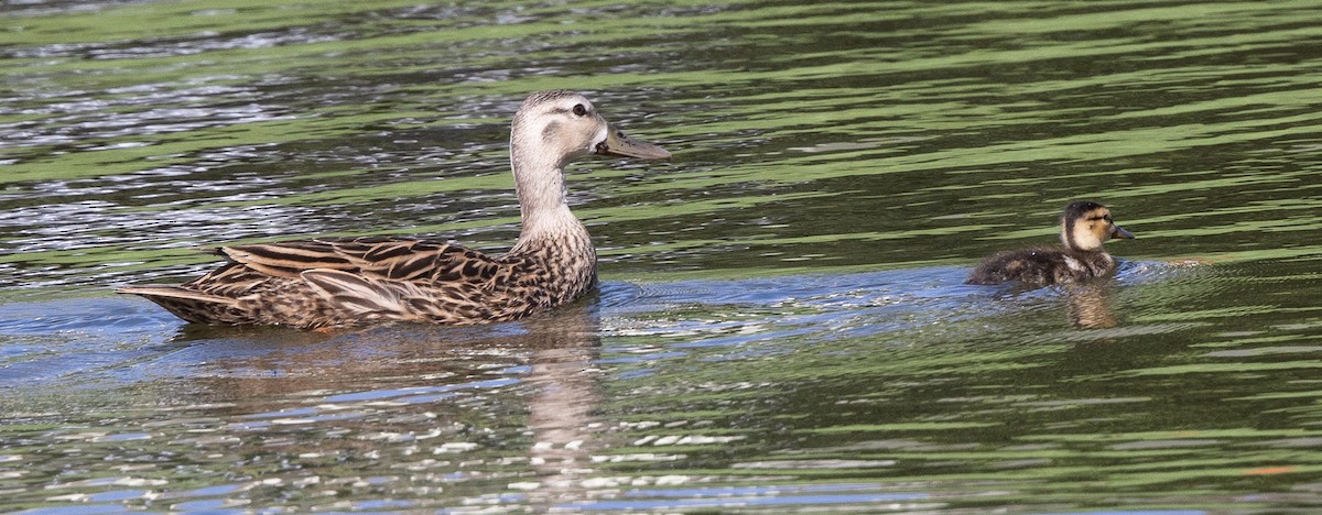 Canard brun - ML654937791