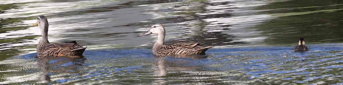 Canard brun - ML654937802