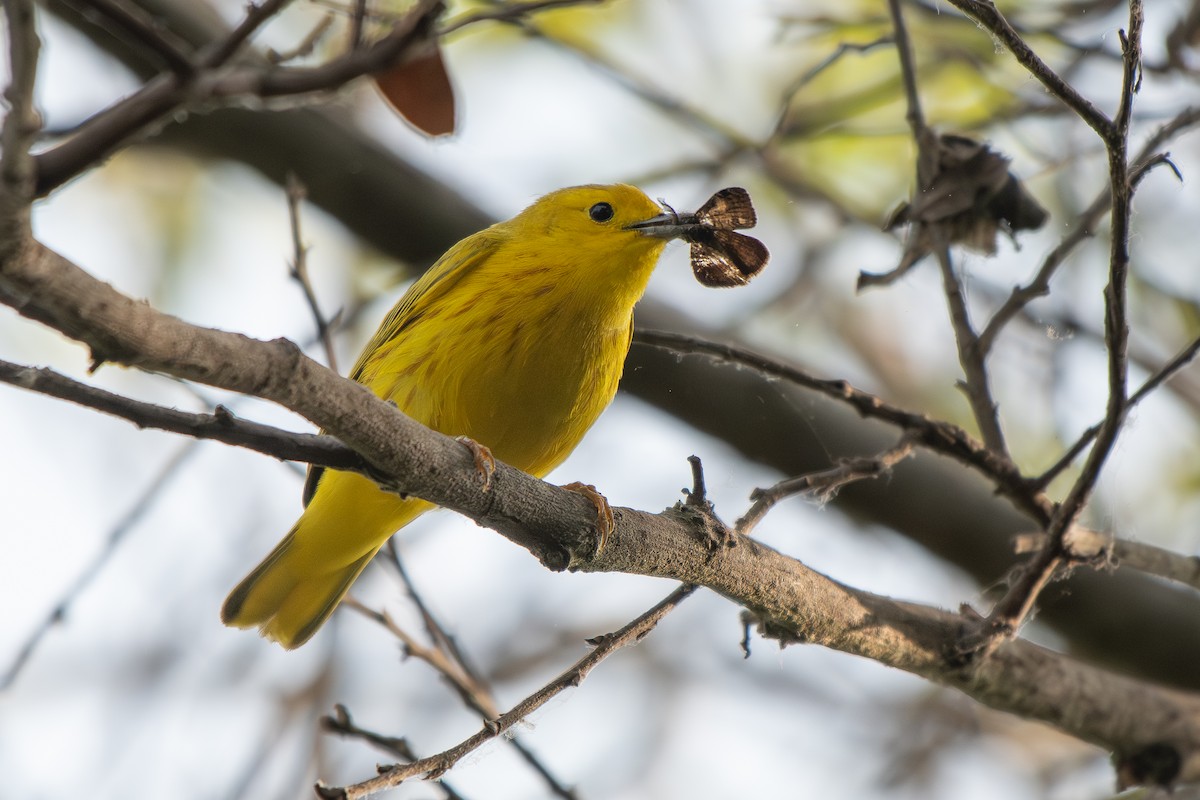 Paruline jaune - ML654937803