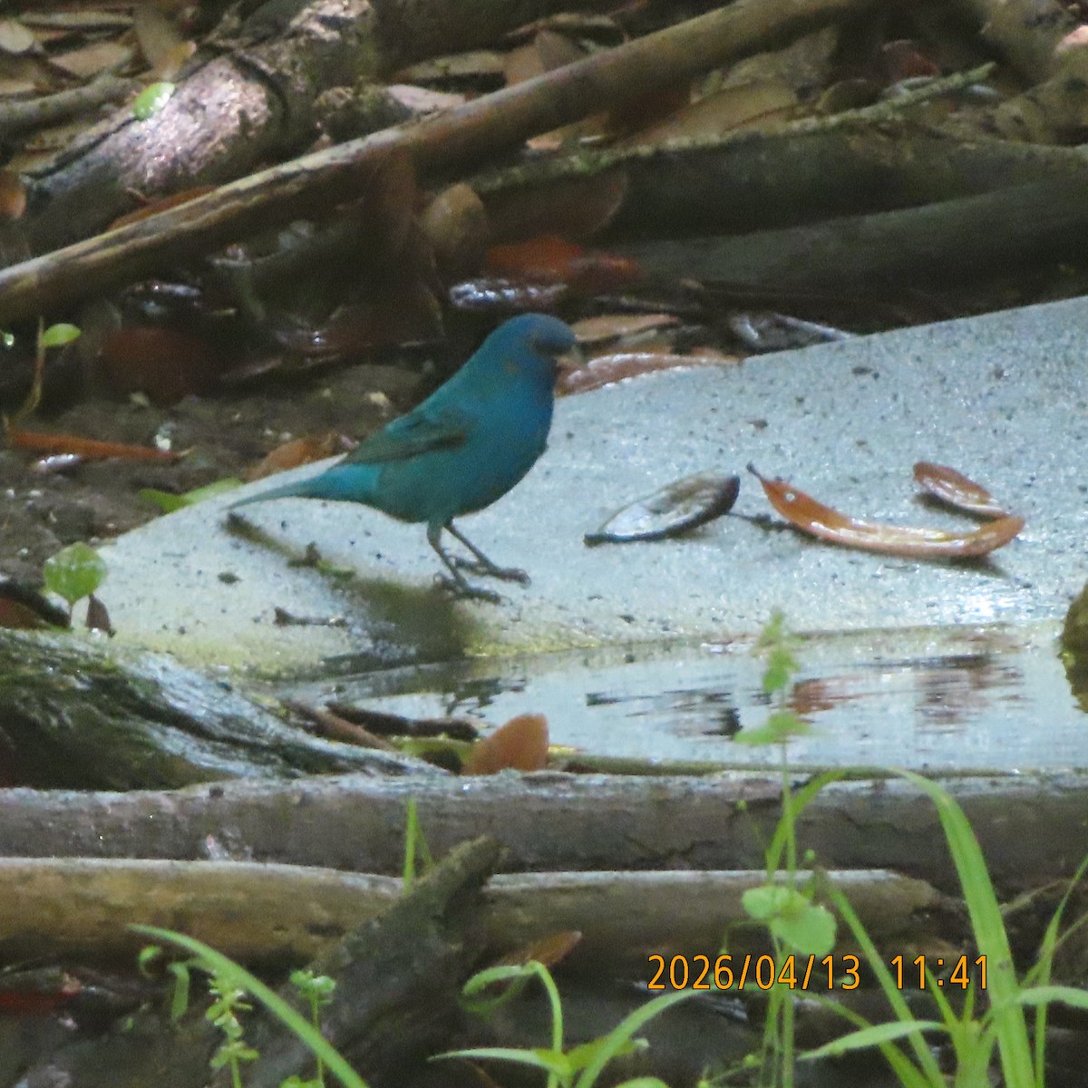 Indigo Bunting - ML654938013
