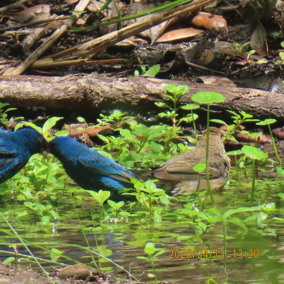 Indigo Bunting - ML654938014