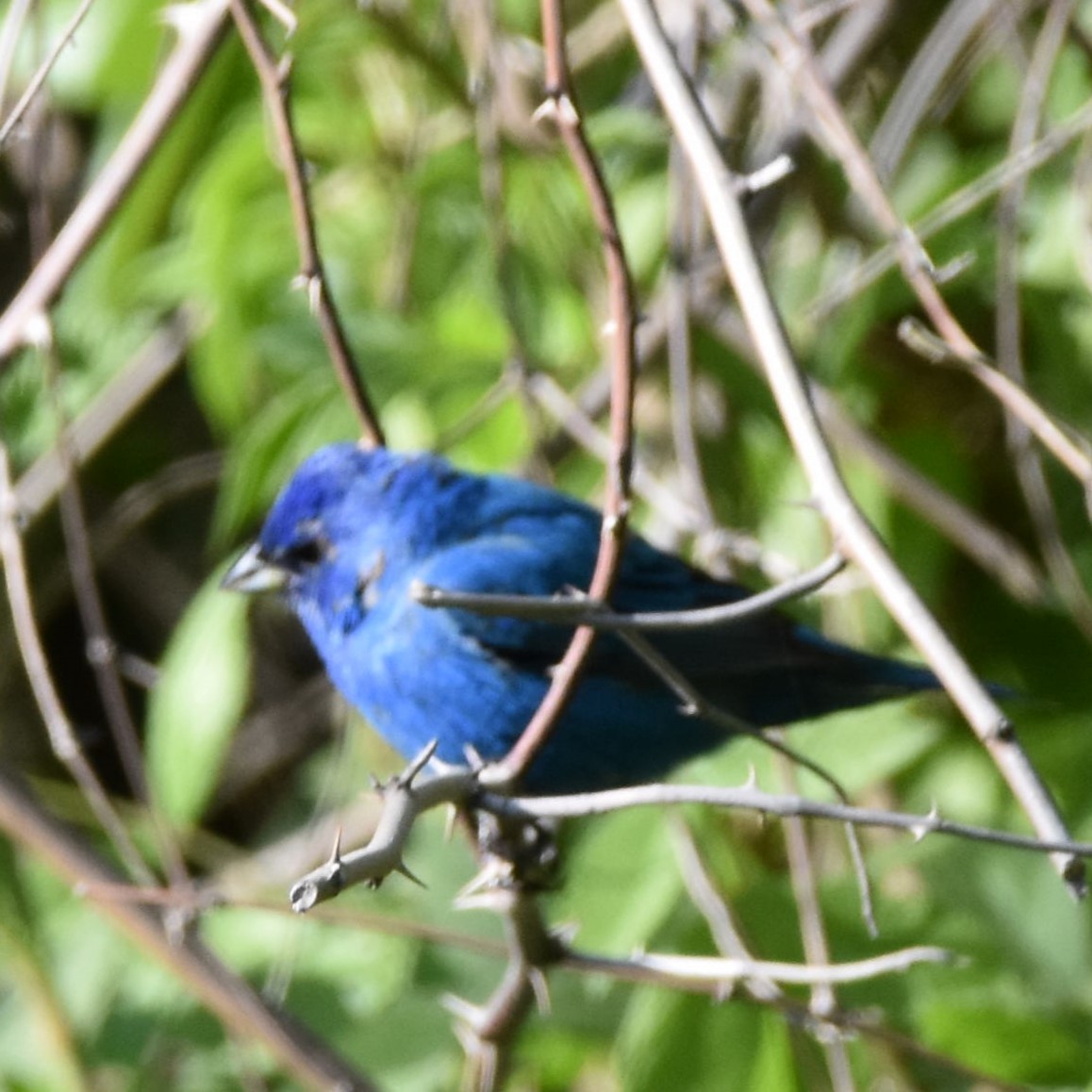 Indigo Bunting - ML654938565