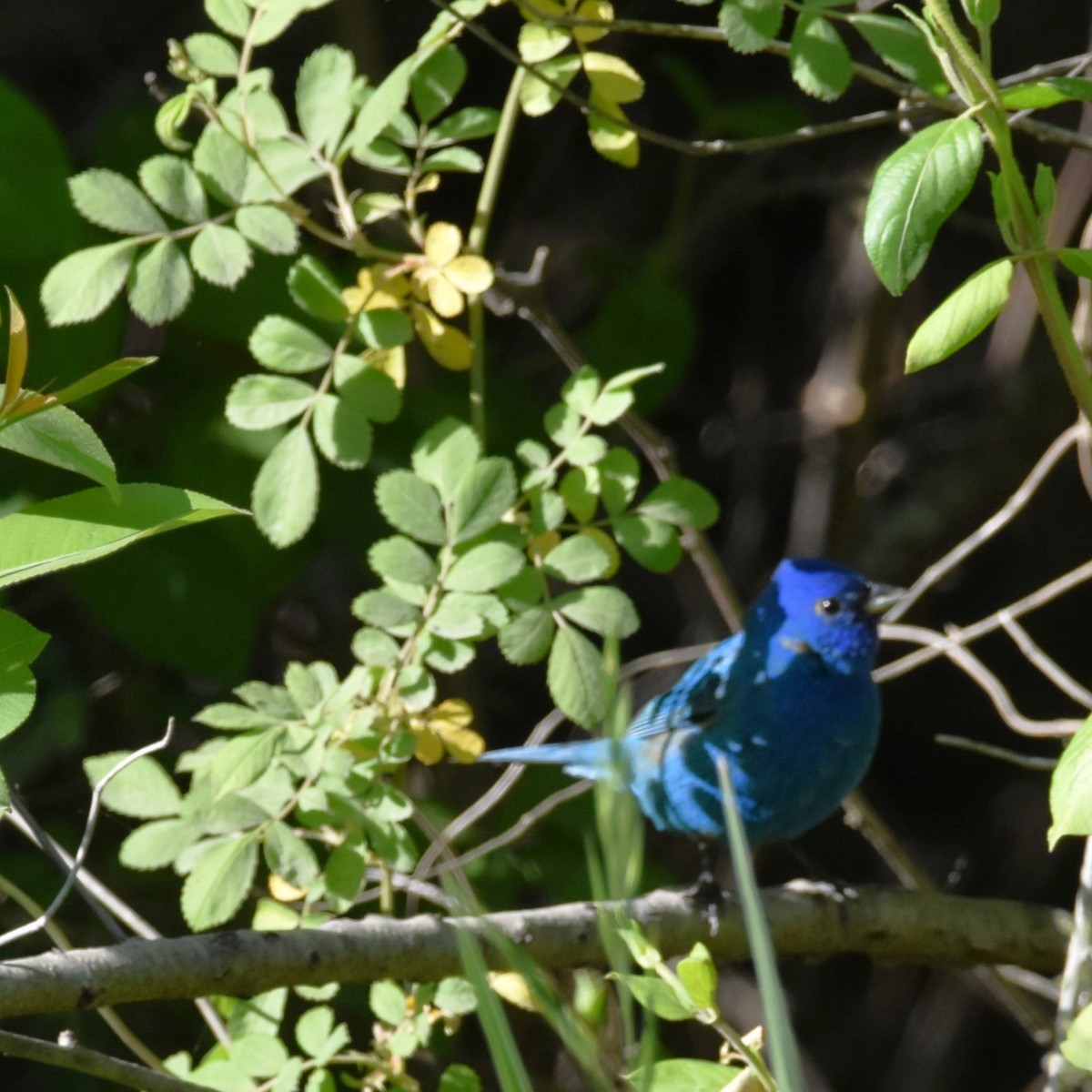 Indigo Bunting - ML654938566