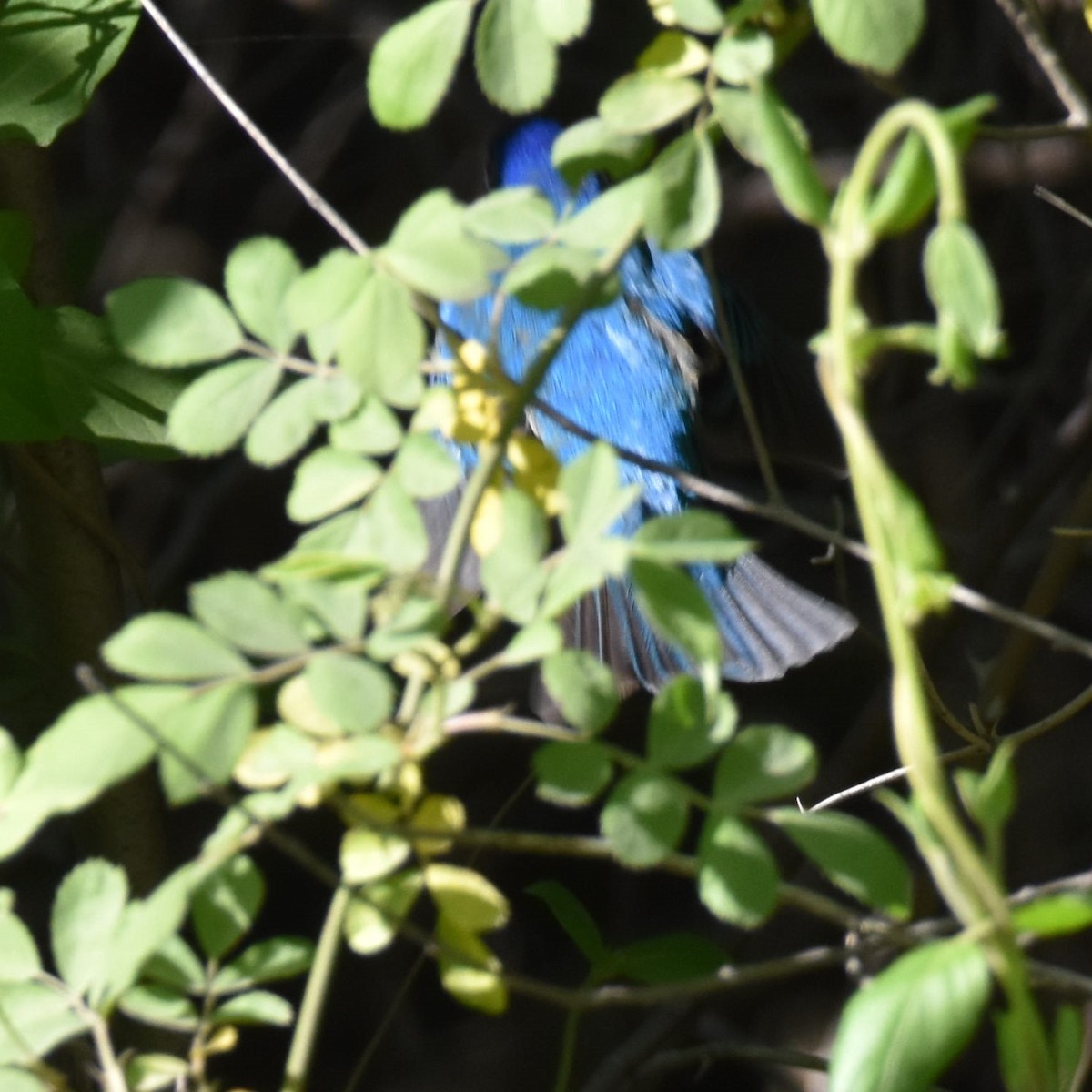 Indigo Bunting - ML654938567