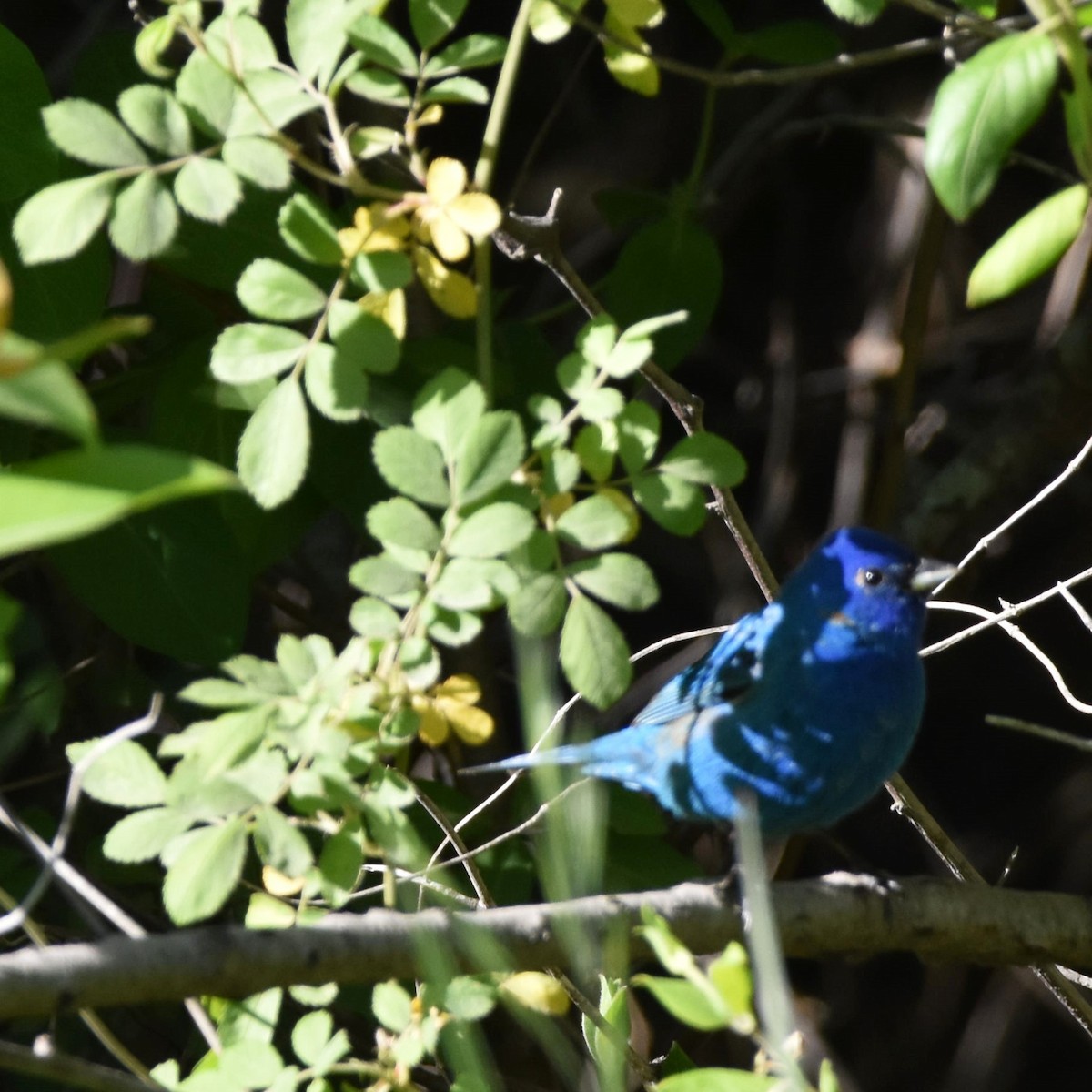 Indigo Bunting - ML654938568