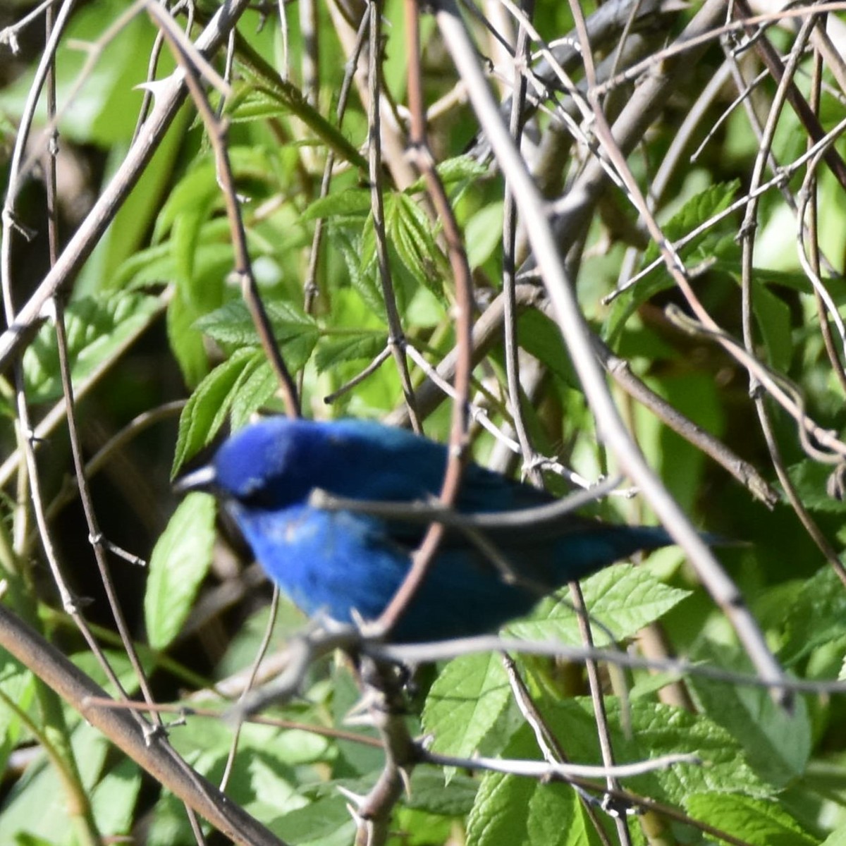 Indigo Bunting - ML654938569