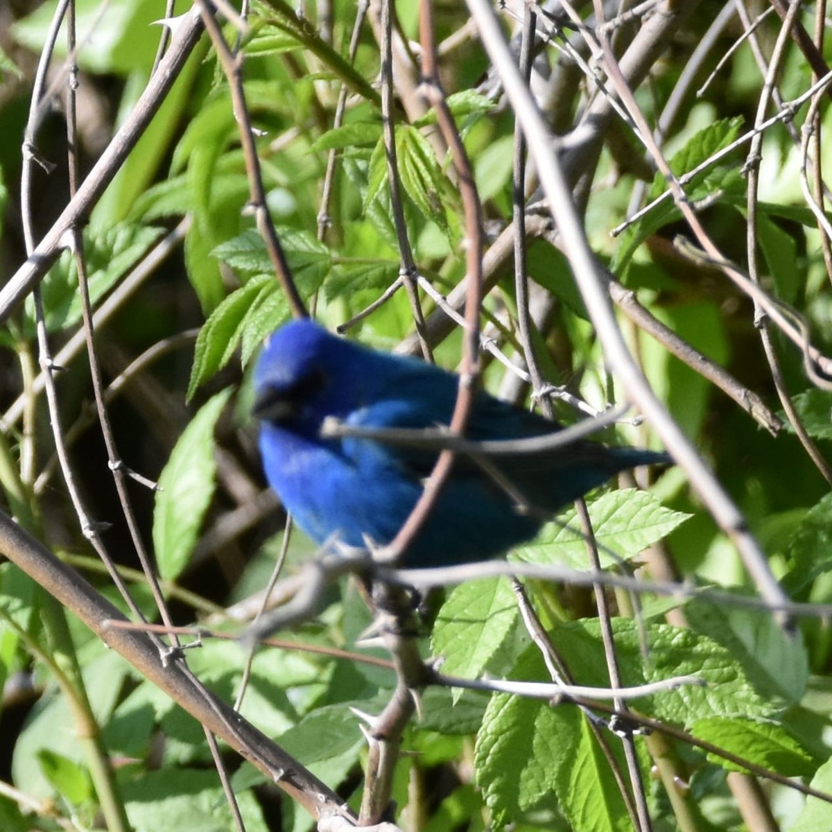 Indigo Bunting - ML654938570