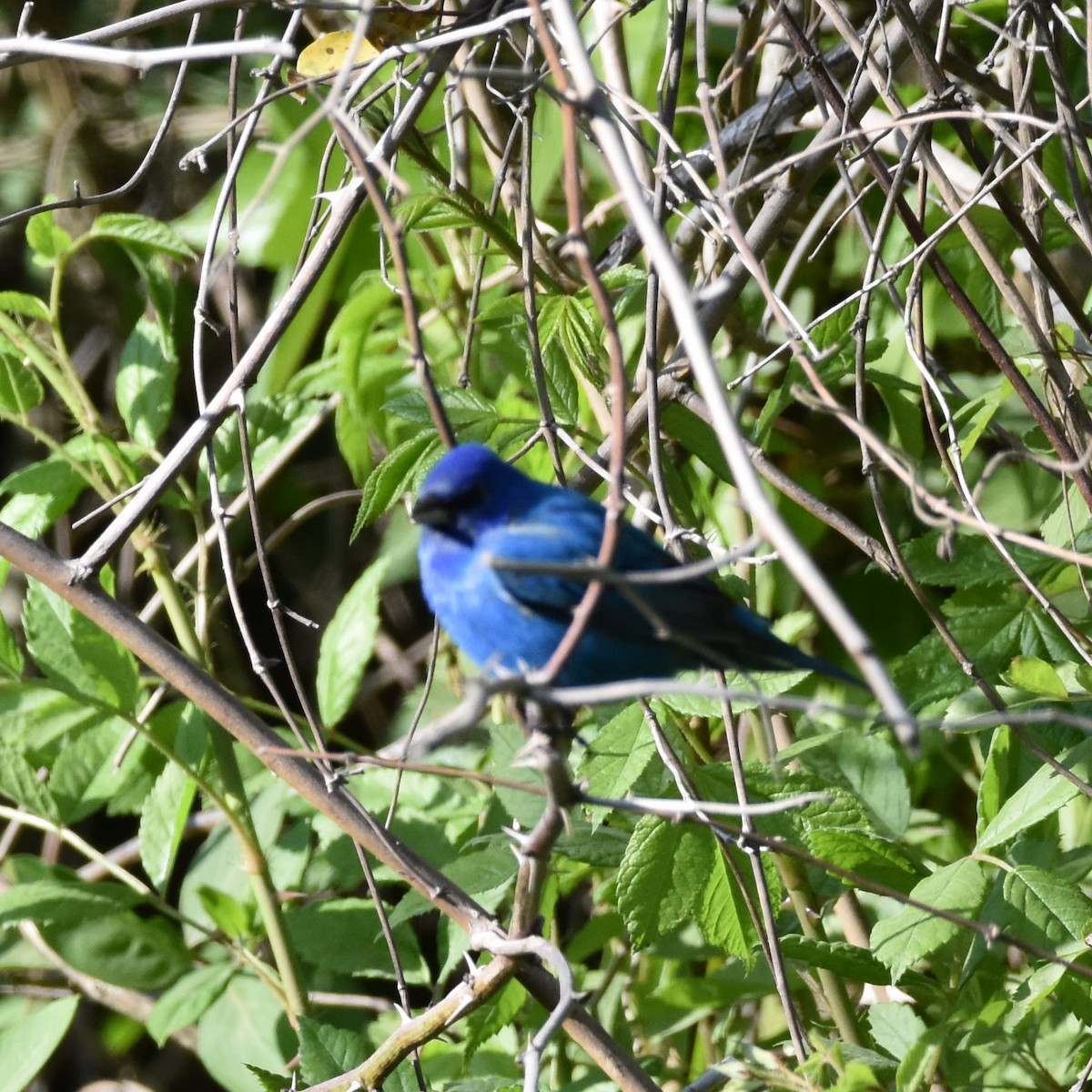 Indigo Bunting - ML654938571