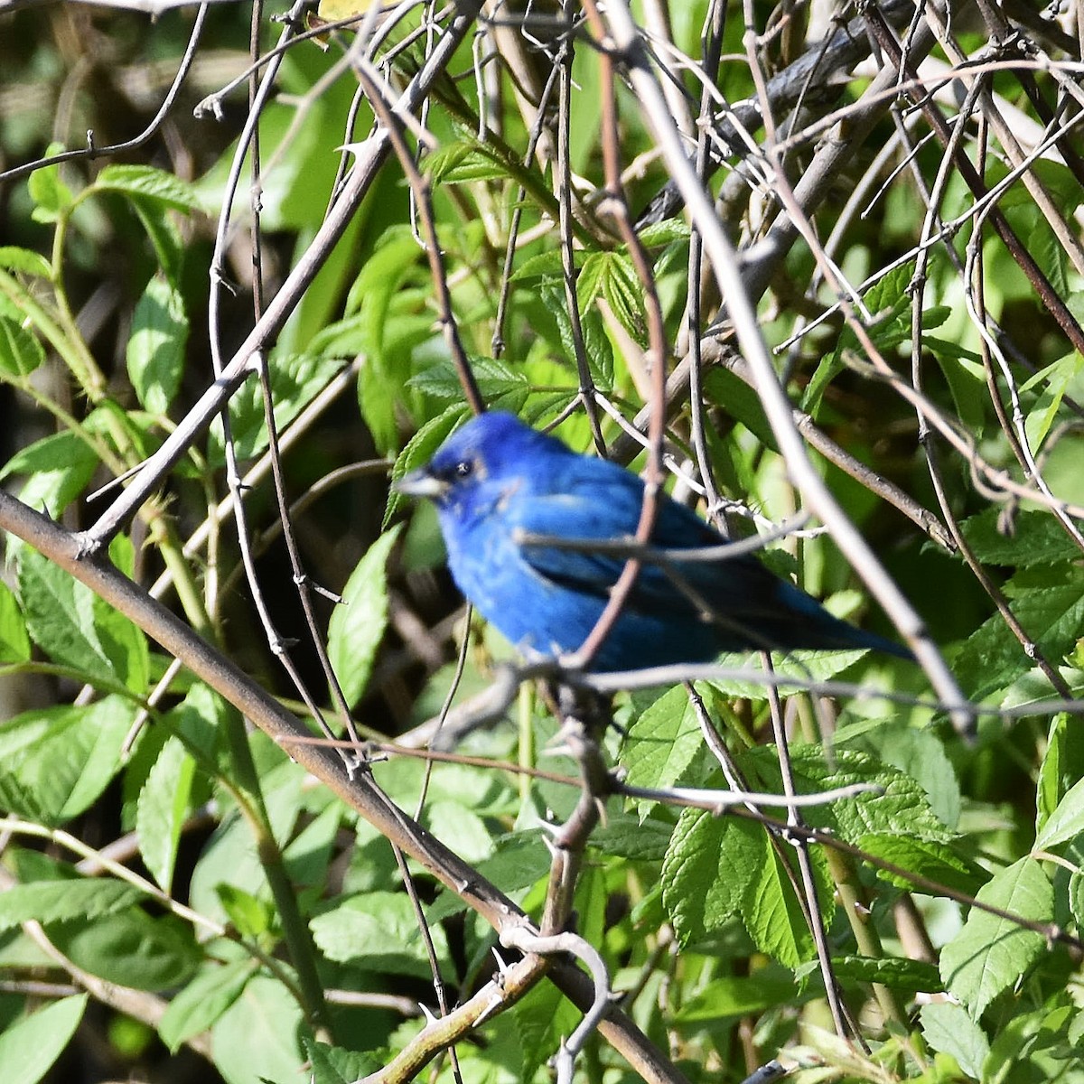 Indigo Bunting - ML654938572