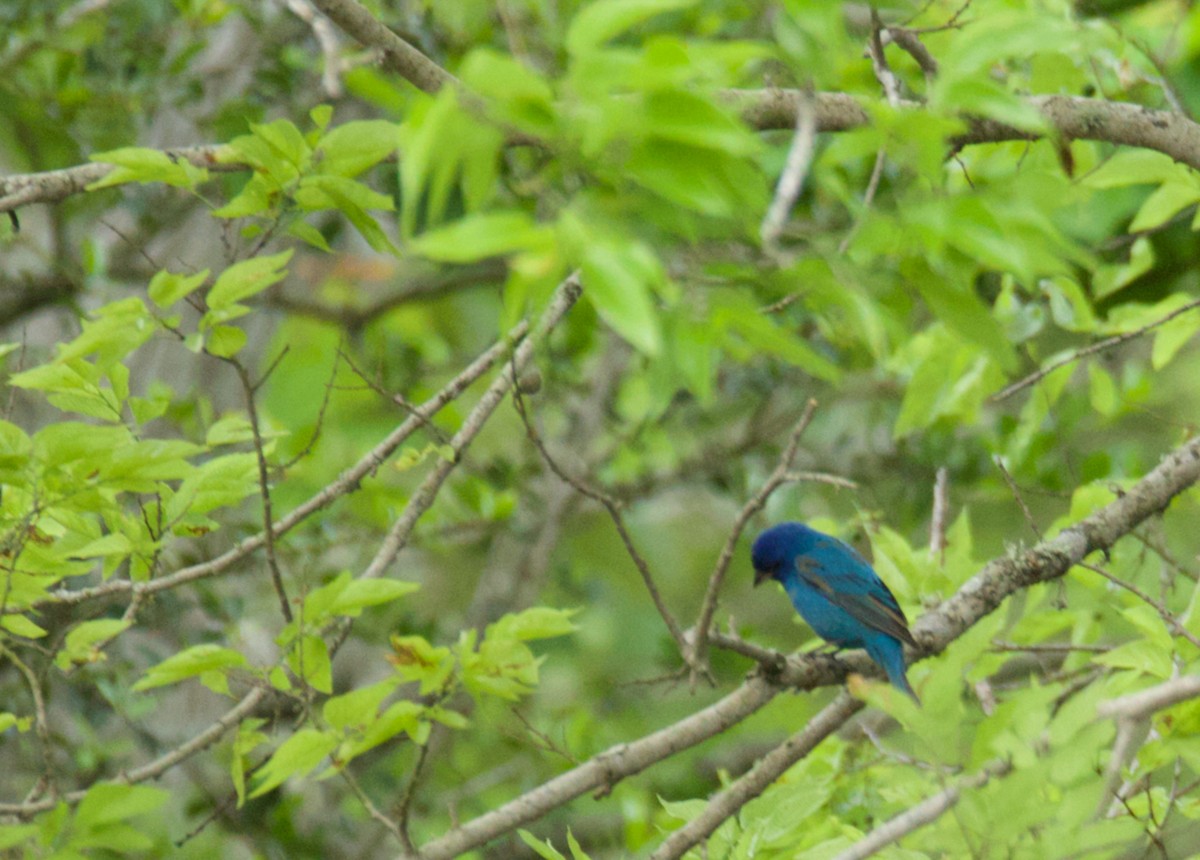 Indigo Bunting - ML654938647