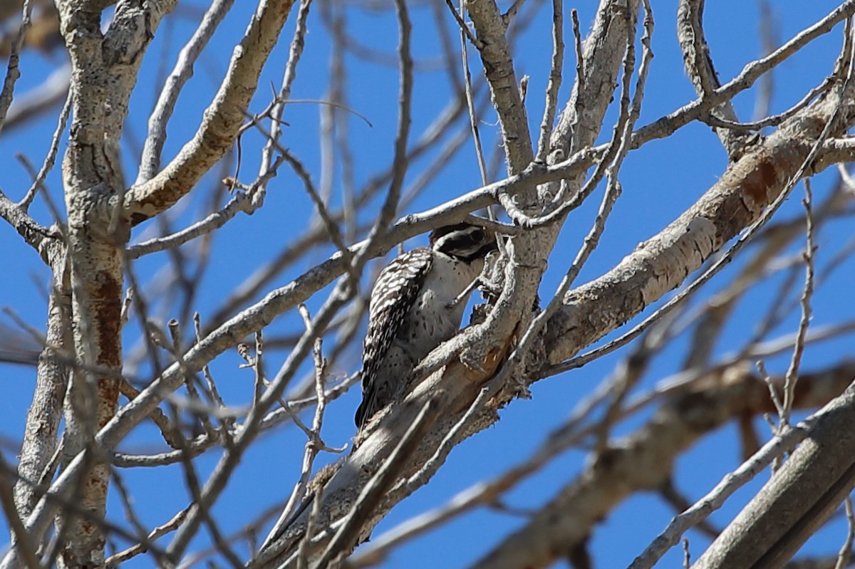 Ladder-backed Woodpecker - ML654938990