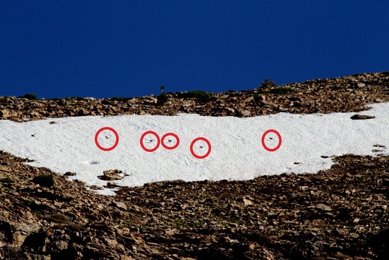 velekur himálajský - ML654939498