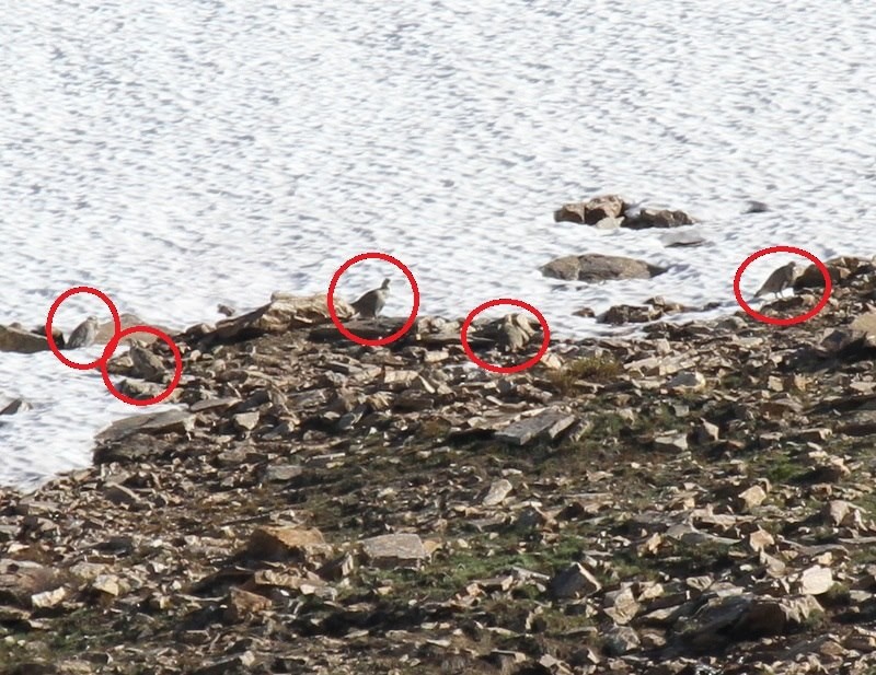 velekur himálajský - ML654939499