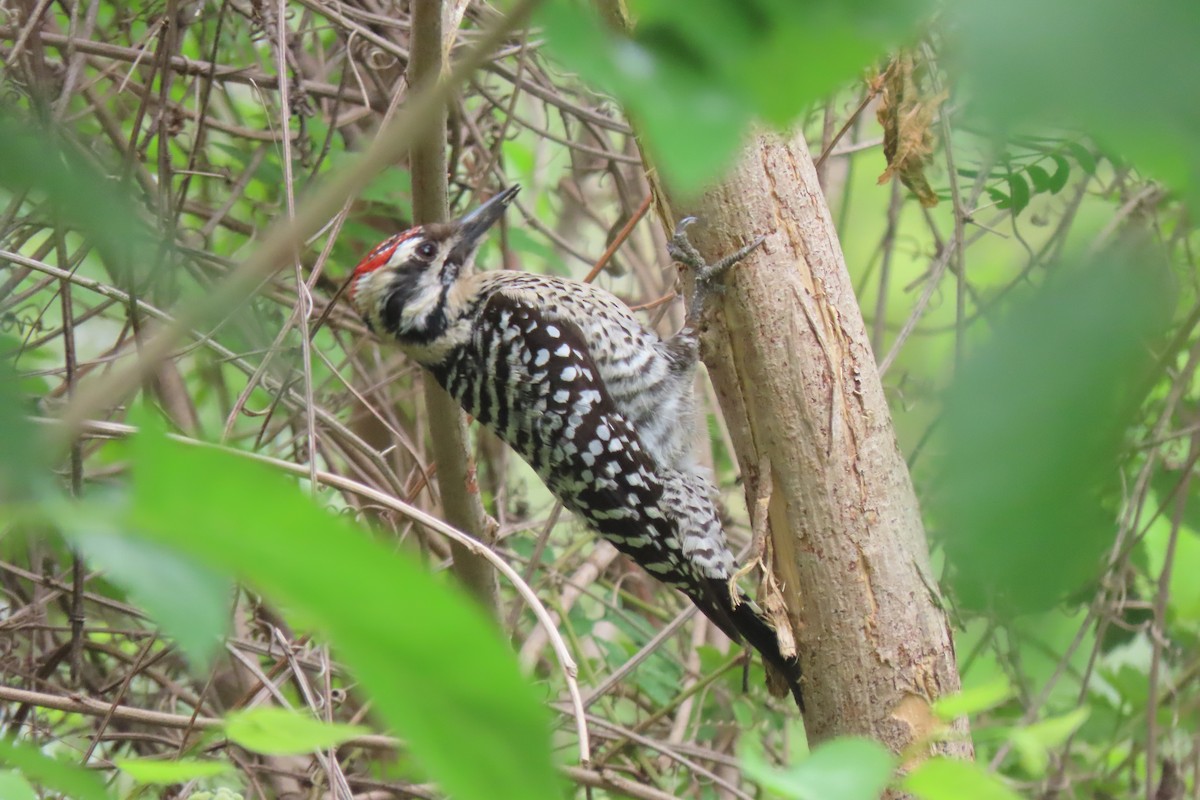 Ladder-backed Woodpecker - ML654939911