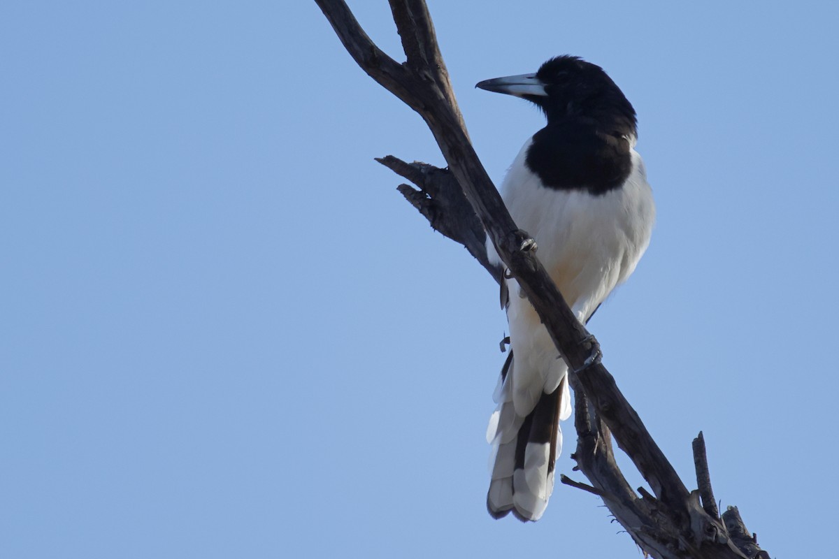 Pied Butcherbird - ML654941587
