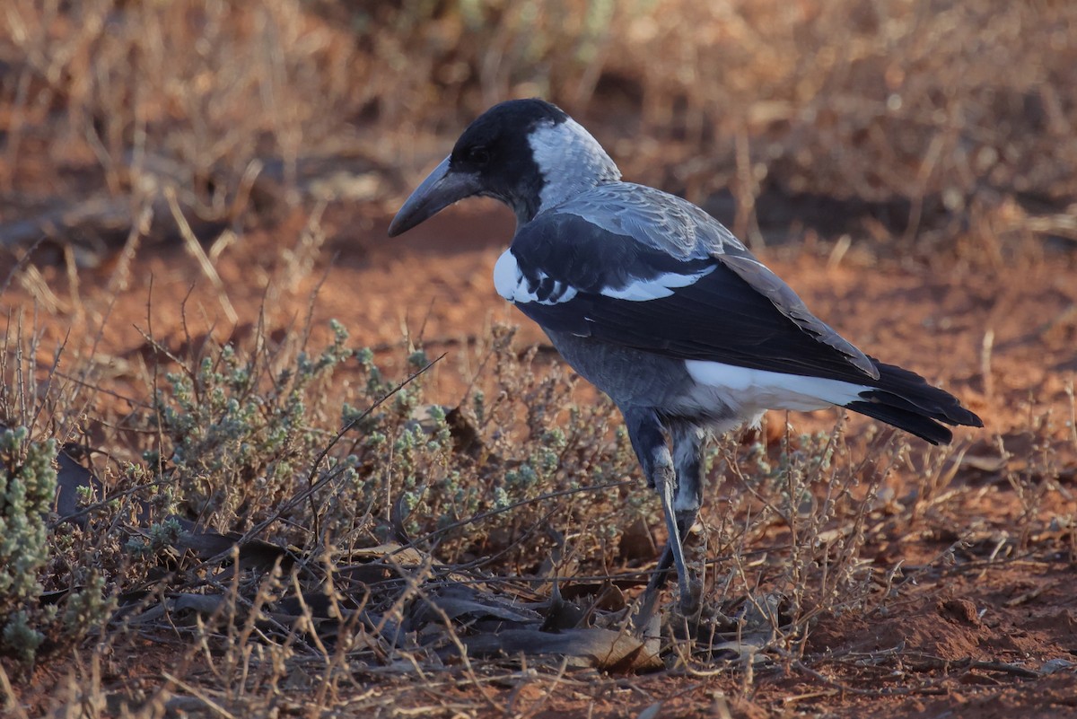 Australian Magpie - ML654941591