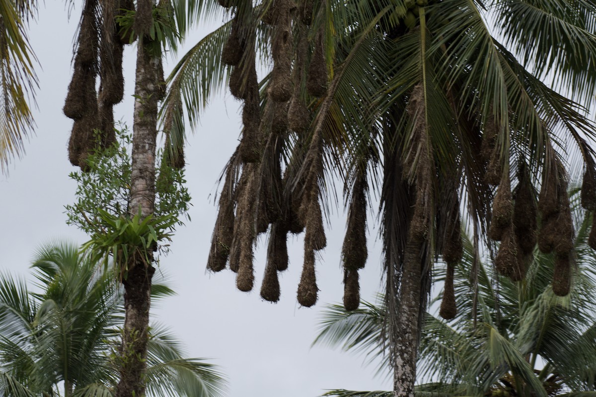 Montezuma Oropendola - ML654941592