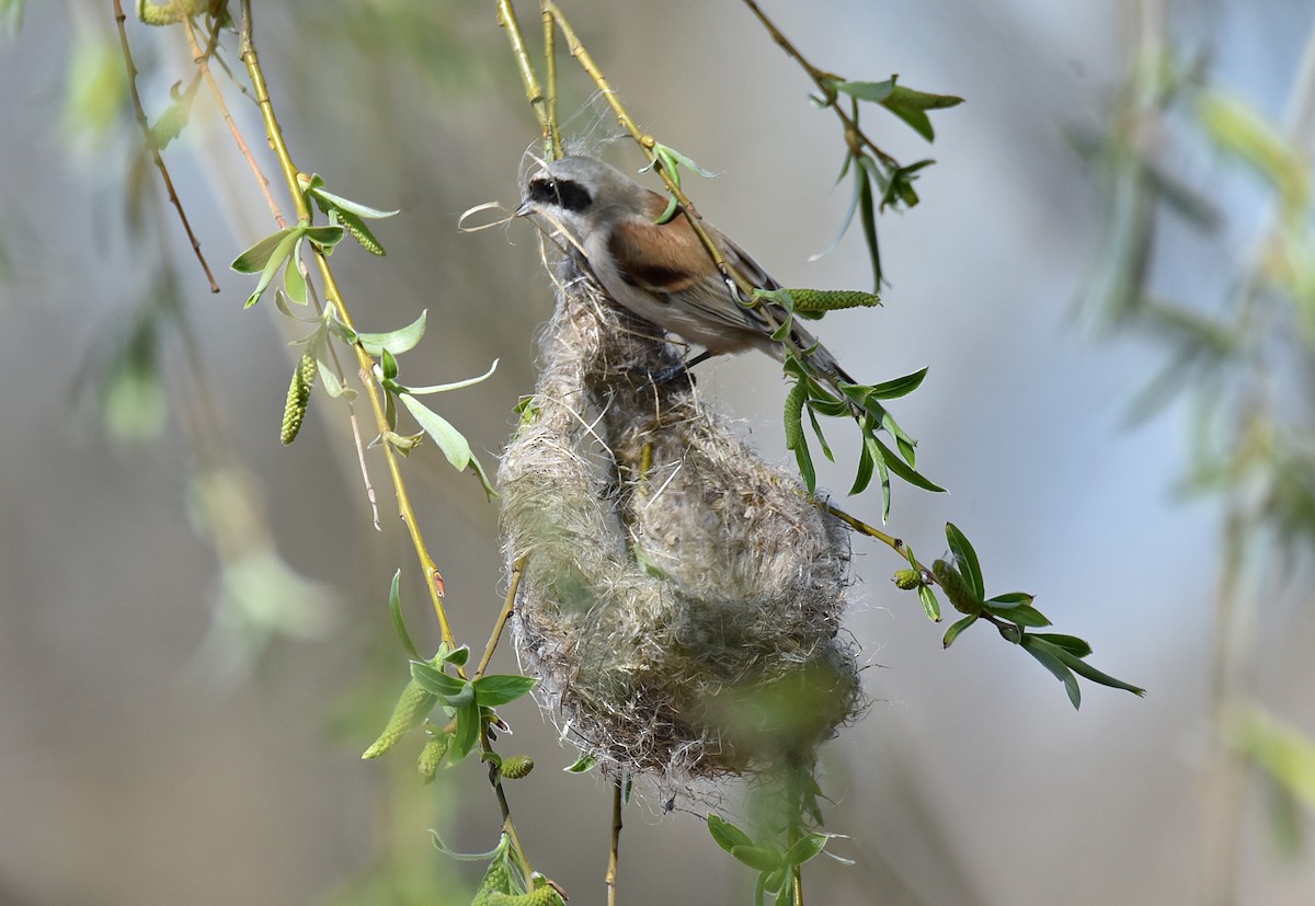 Dilindari eurasiarra - ML654941593