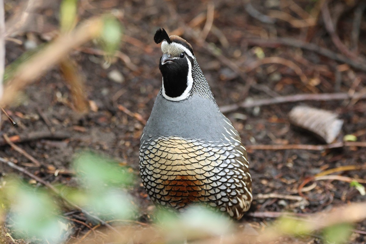 Galeper kaliforniarra - ML654941598