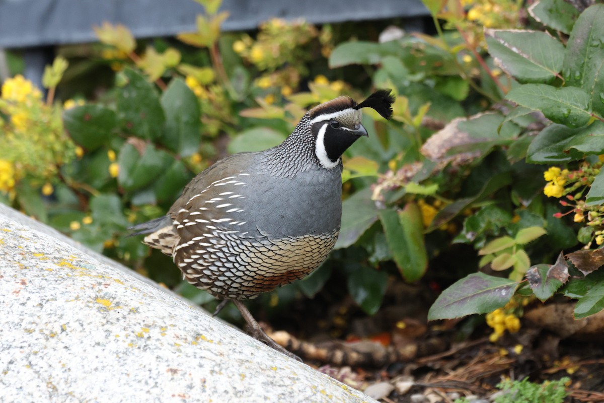 Galeper kaliforniarra - ML654941599