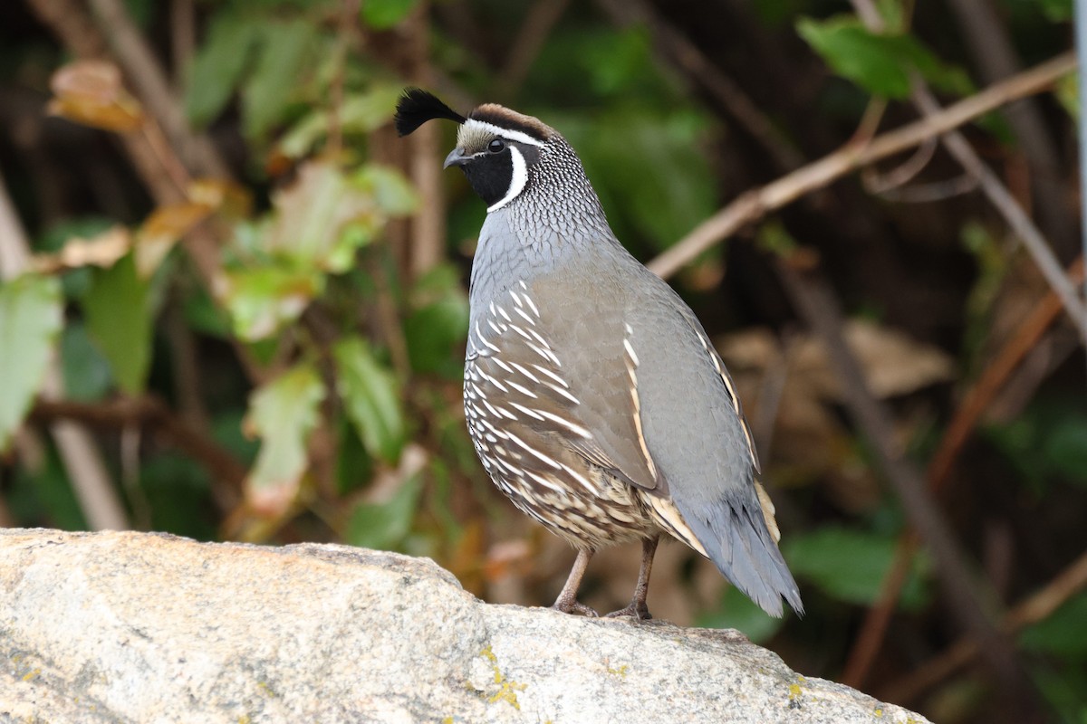 Galeper kaliforniarra - ML654941600