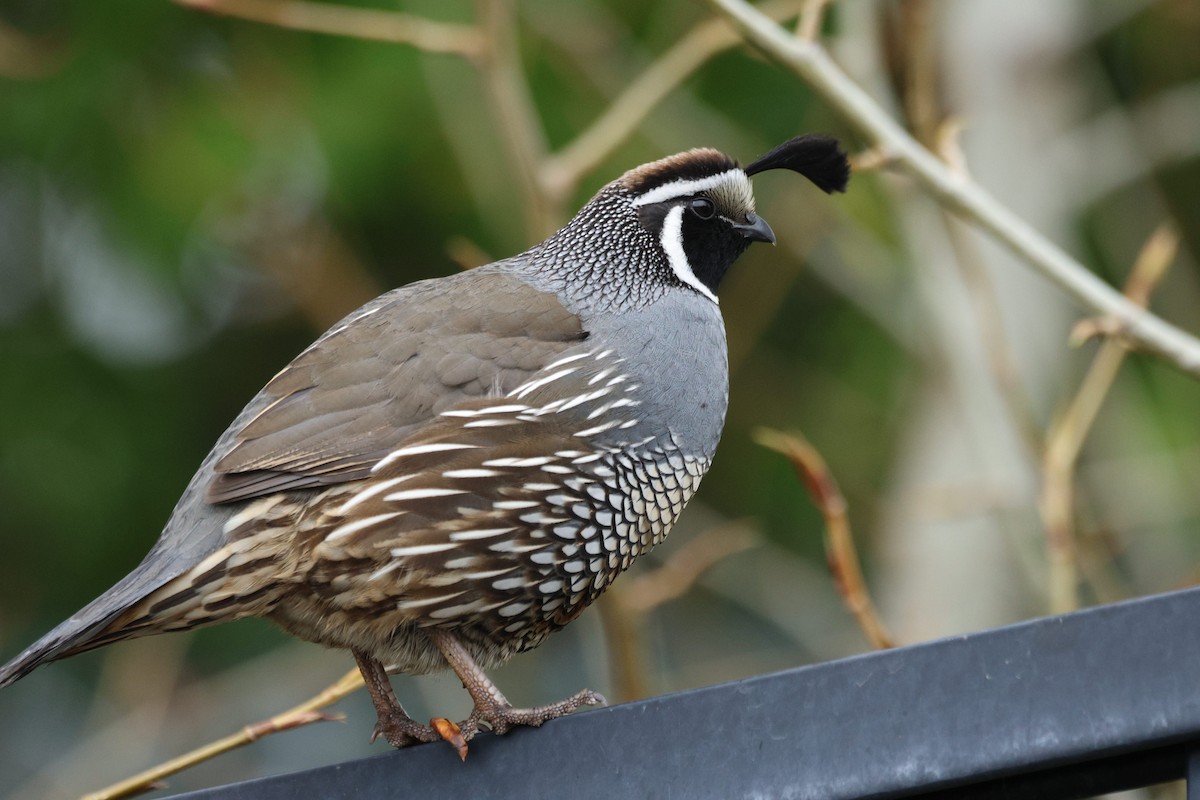Galeper kaliforniarra - ML654941601