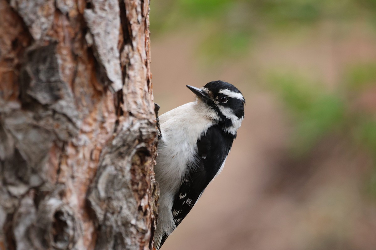 Downy Woodpecker - ML654941604