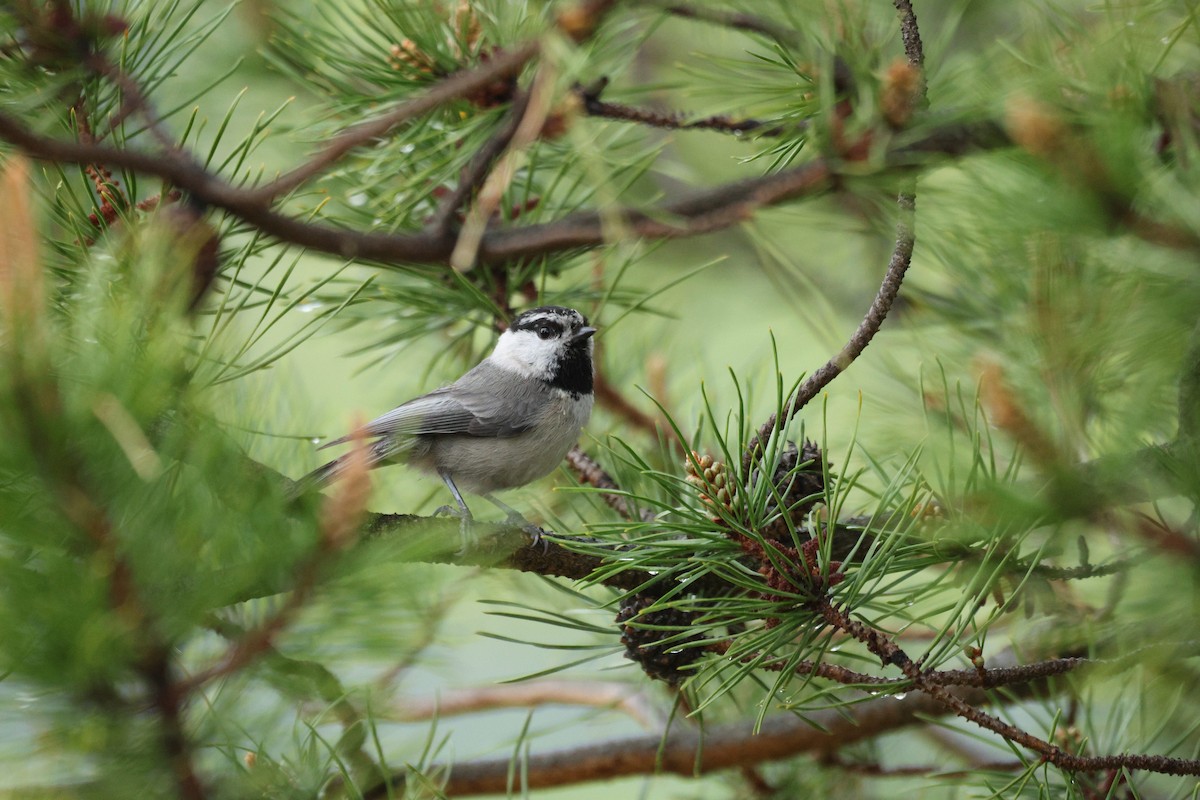 Mountain Chickadee - ML654941605