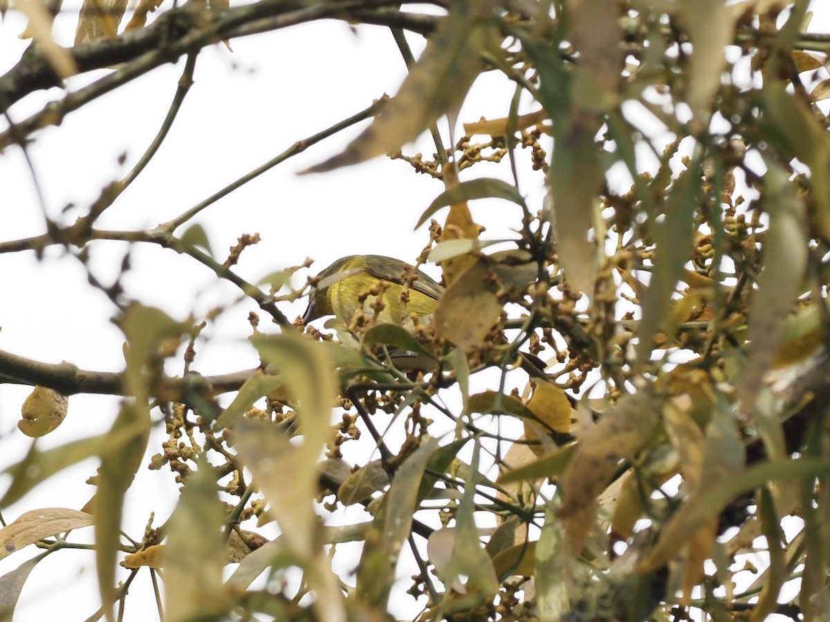 Yellow-throated Euphonia - ML654941608