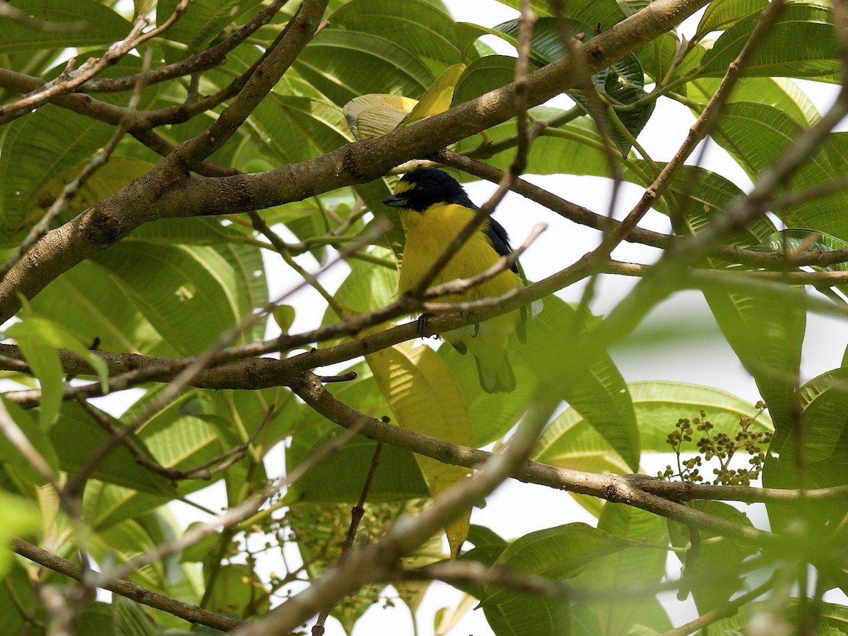 Yellow-throated Euphonia - ML654941609