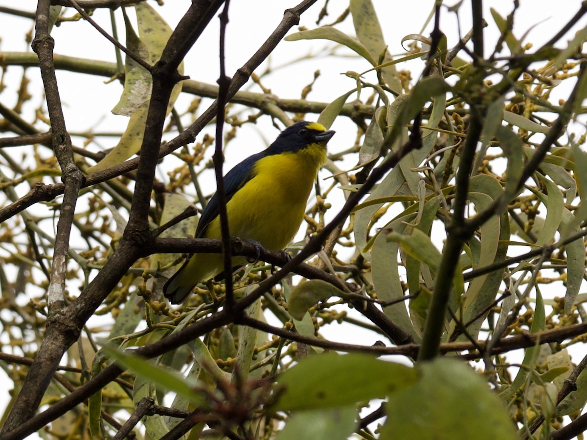Yellow-throated Euphonia - ML654941610