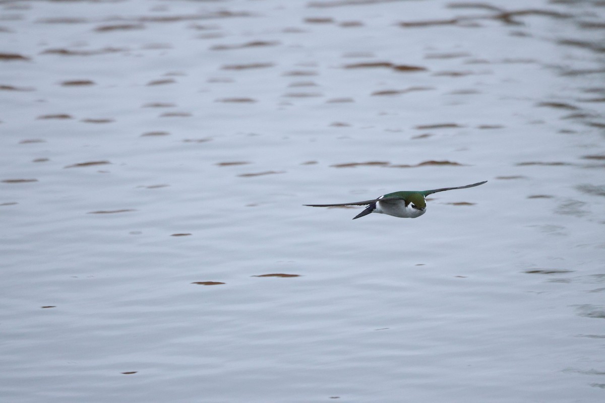 Violet-green Swallow - ML654941612