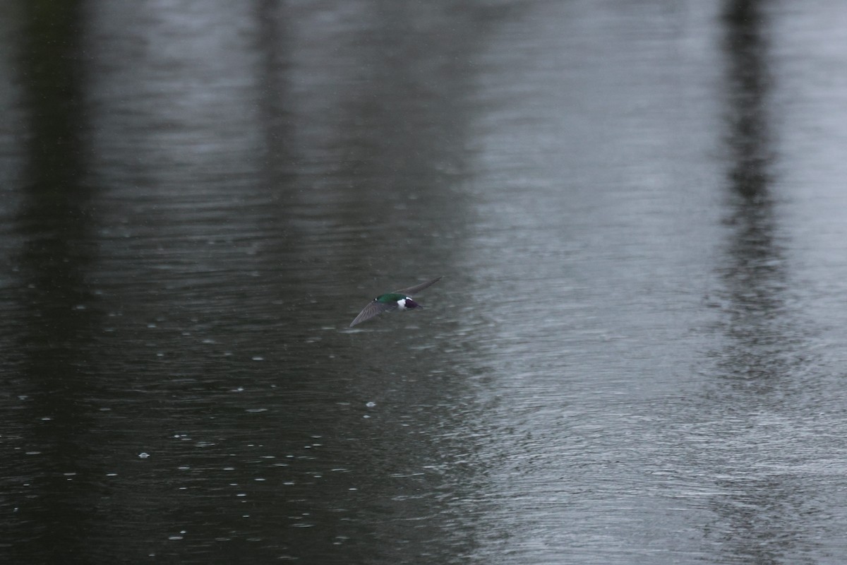 Violet-green Swallow - ML654941613