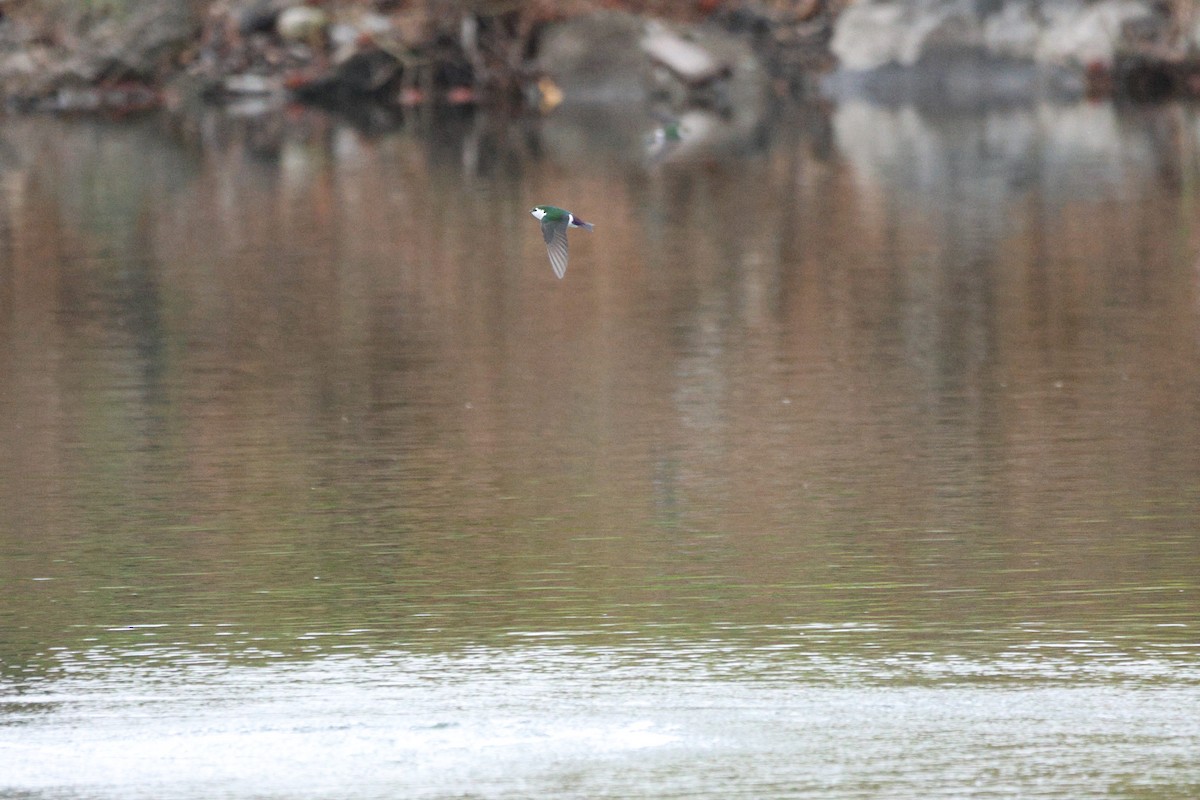 Violet-green Swallow - ML654941614