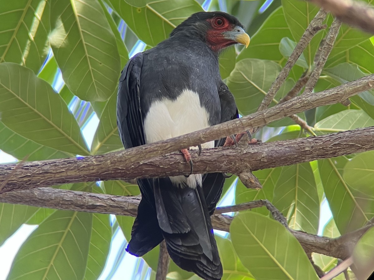 Red-throated Caracara - ML654941616