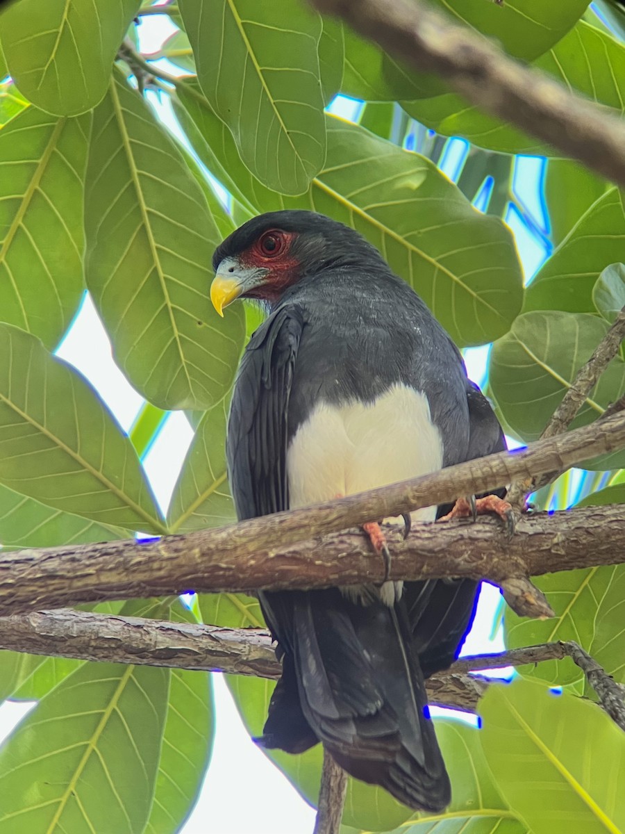 Red-throated Caracara - ML654941617