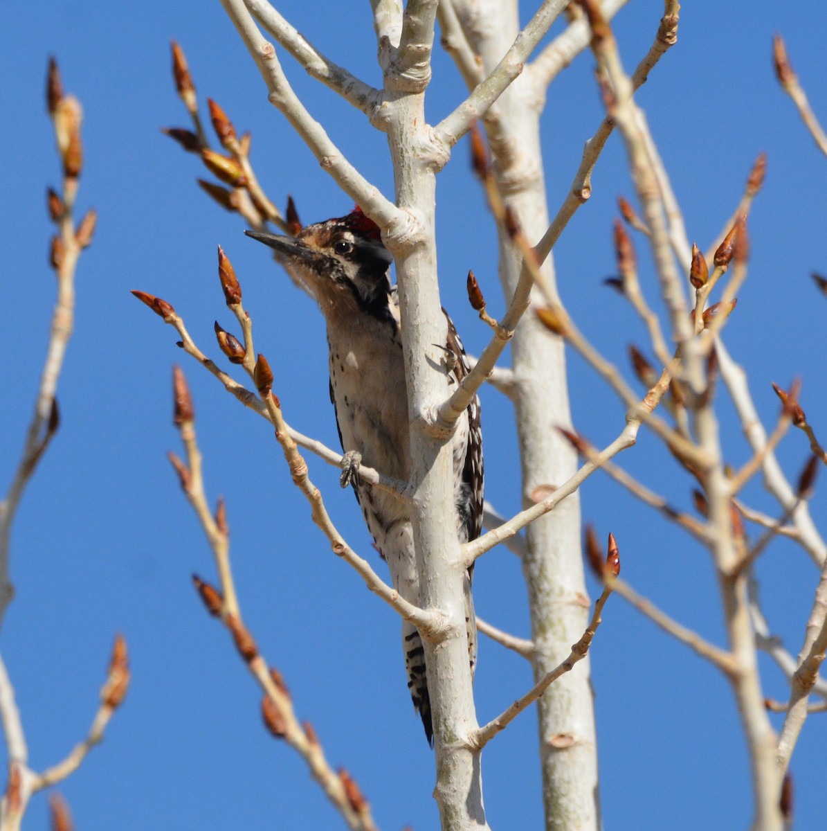 Ladder-backed Woodpecker - ML654941826
