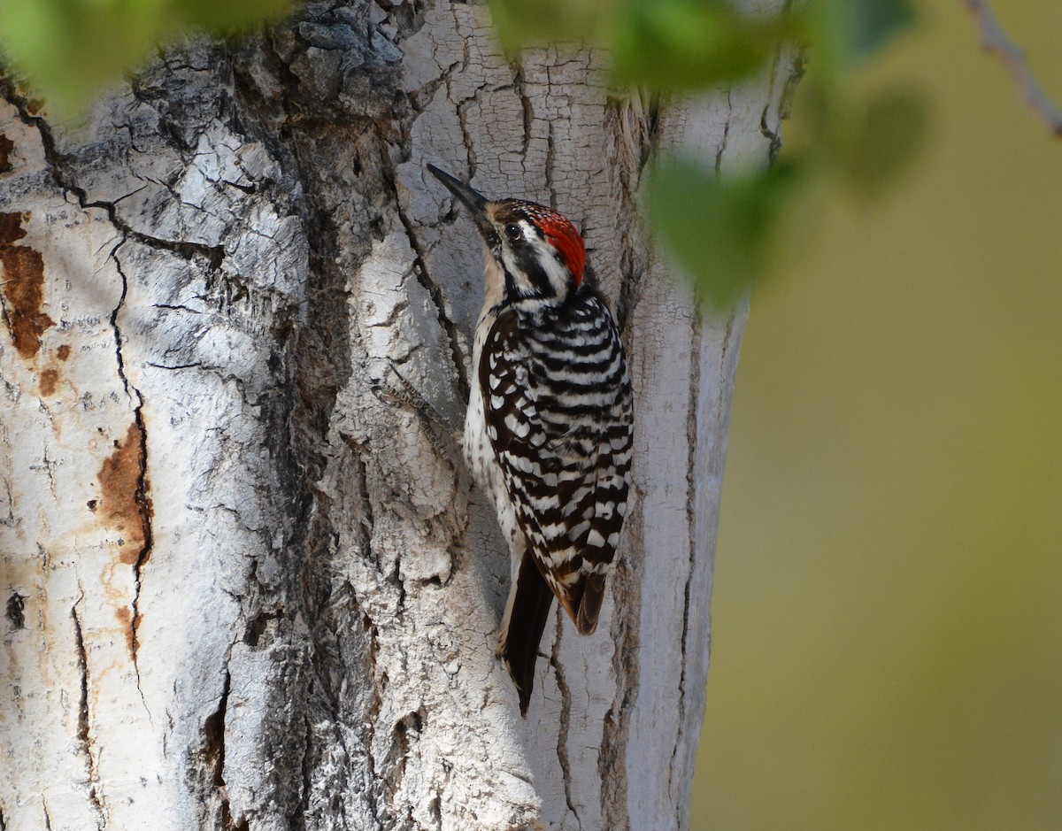 Ladder-backed Woodpecker - ML654941829