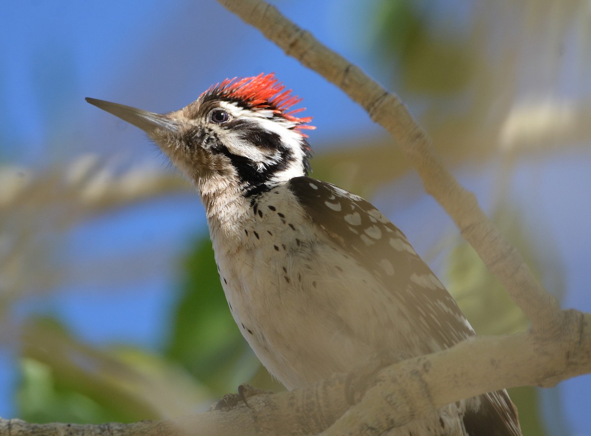 Ladder-backed Woodpecker - ML654941831