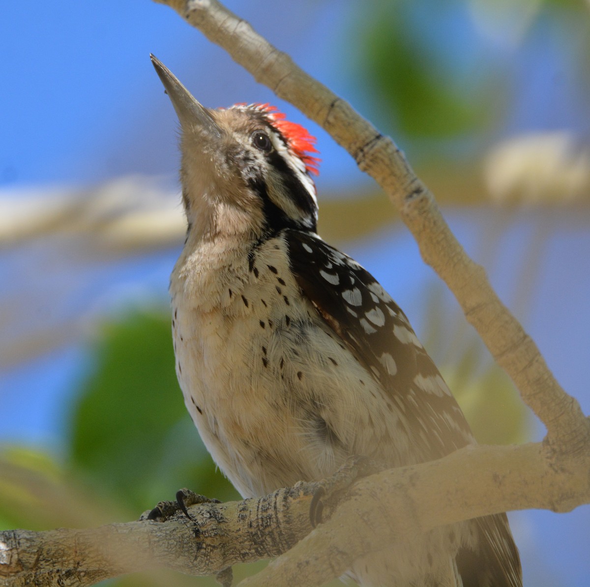 Ladder-backed Woodpecker - ML654941836