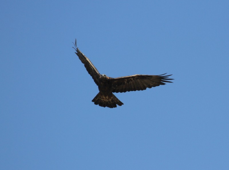 orel skalní - ML654942335