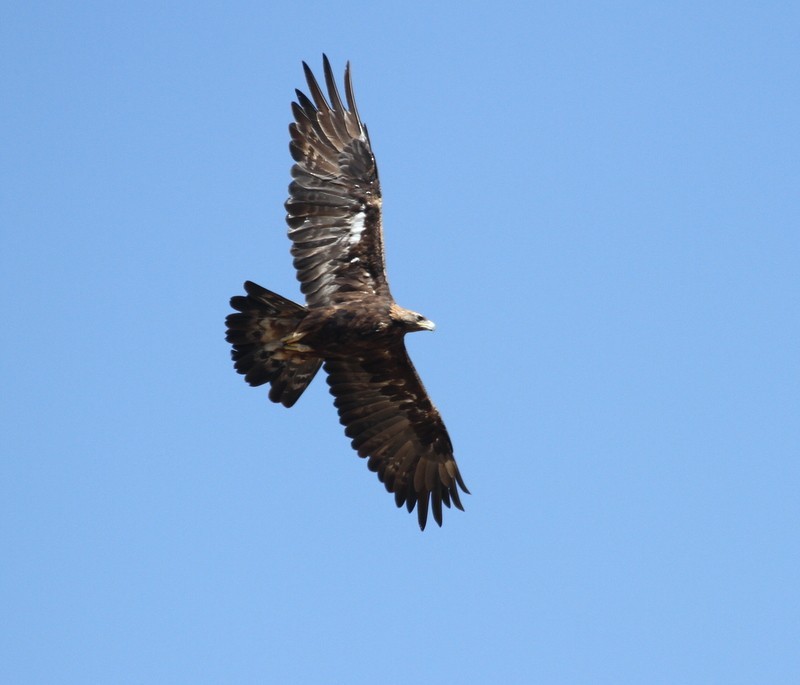 orel skalní - ML654942336