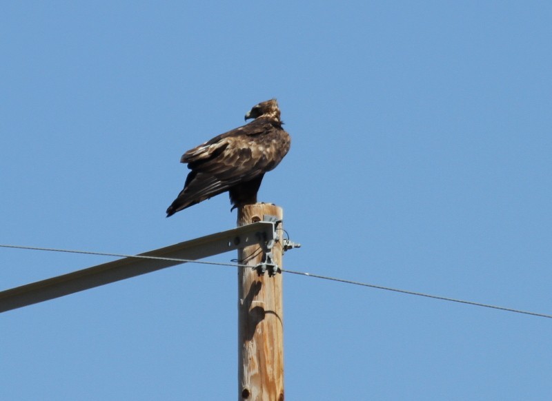 orel skalní - ML654942337