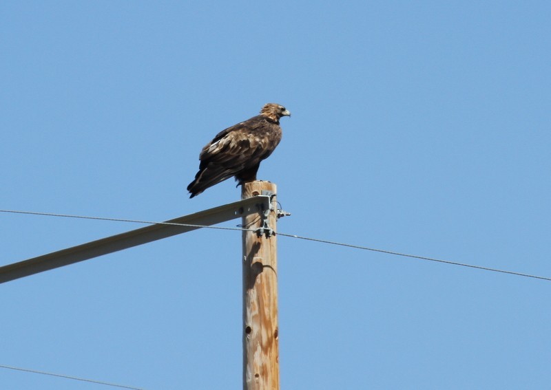 orel skalní - ML654942338