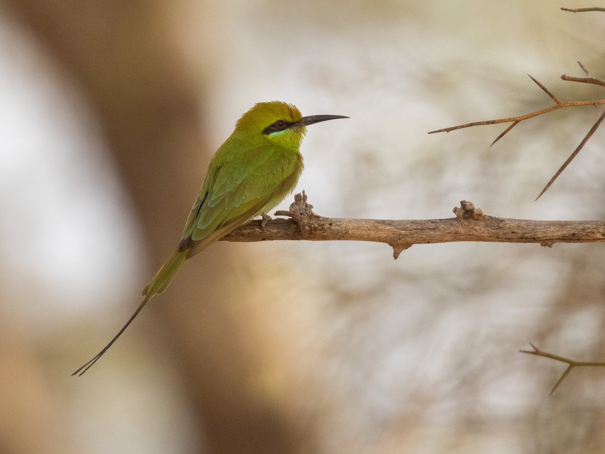 African Green Bee-eater - ML654943068