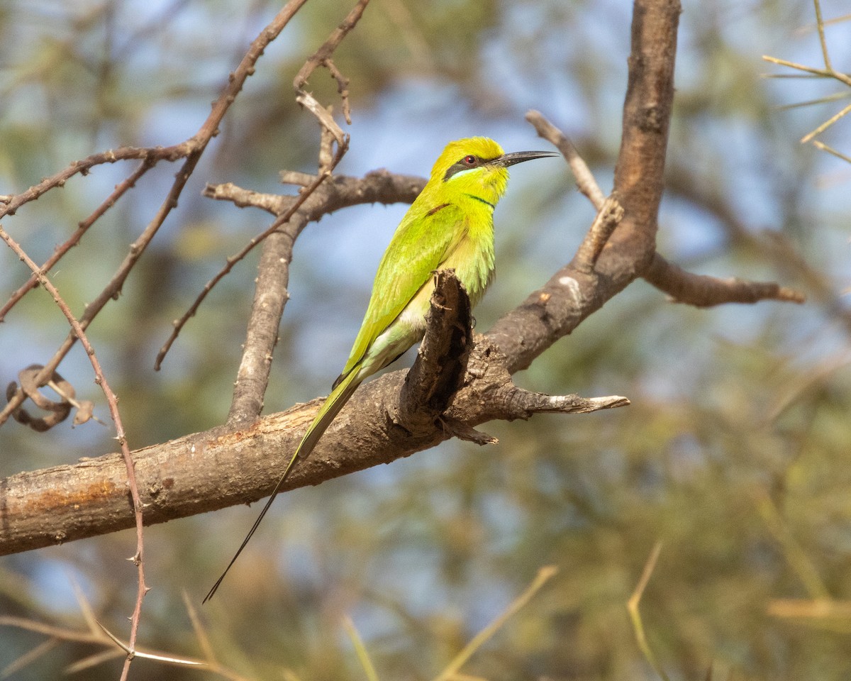 African Green Bee-eater - ML654943079