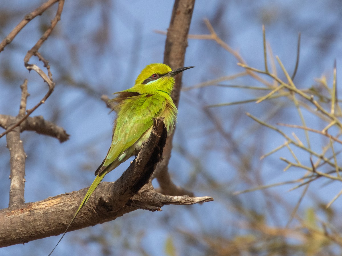 African Green Bee-eater - ML654943091